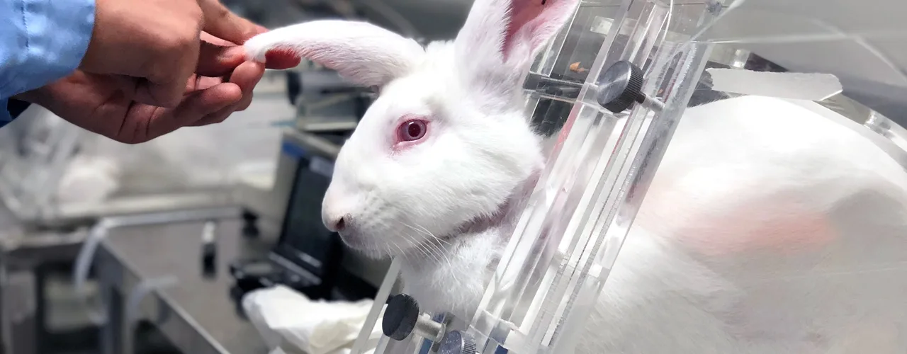 Stop Testing Costmetics on Animals