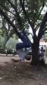 make duraid fall of a tree again