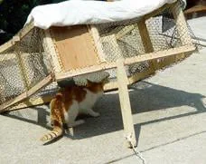 PEOPLE AGAINST LIVE TRAPS IN RESIDENTIAL AREAS