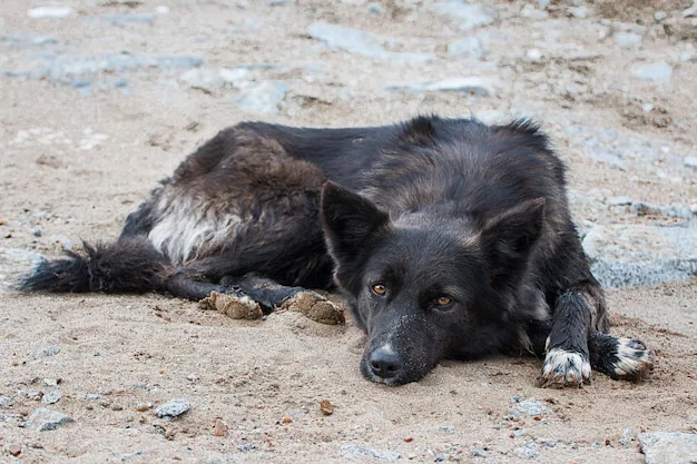 Rights that dog should have