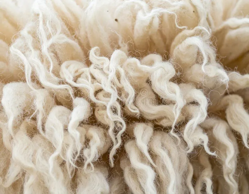 Stop Ugg Boots from Killing Sheep