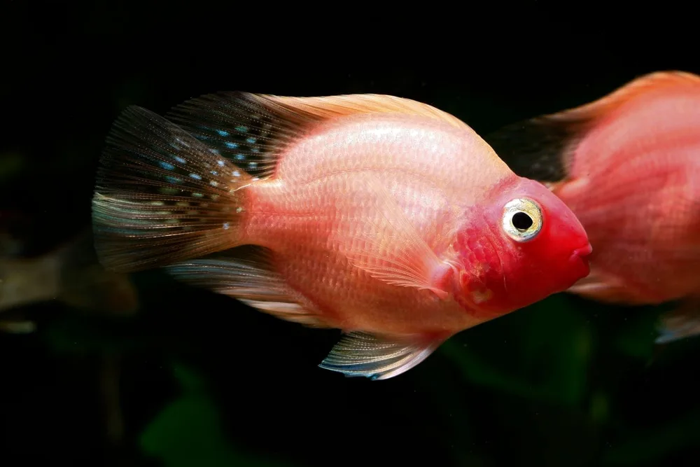 No Dyed Fish