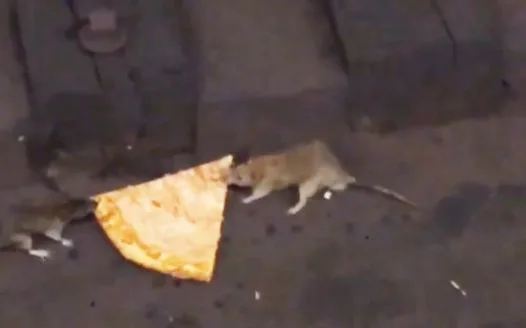 Eliminate use of "Cool Cats" in favor of "Rad Rats"