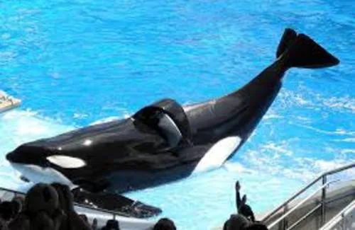 Free Tilikum, largest whale at SeaWorld Orlando