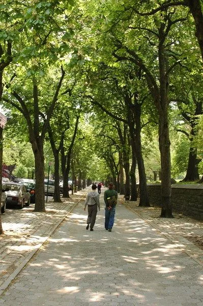 Establish Off-Leash Dog Run in Ft. Greene Park