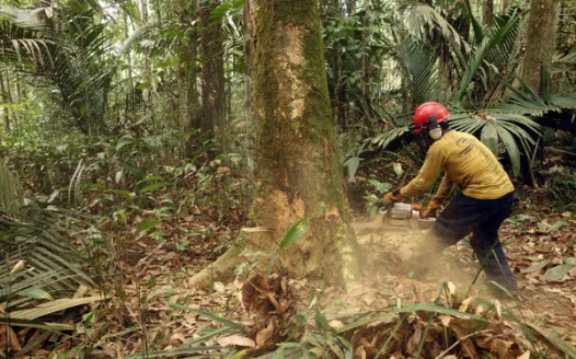Help us raise awareness of Deforestation