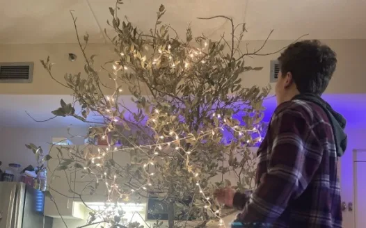 Justice for East Quad Christmas Tree