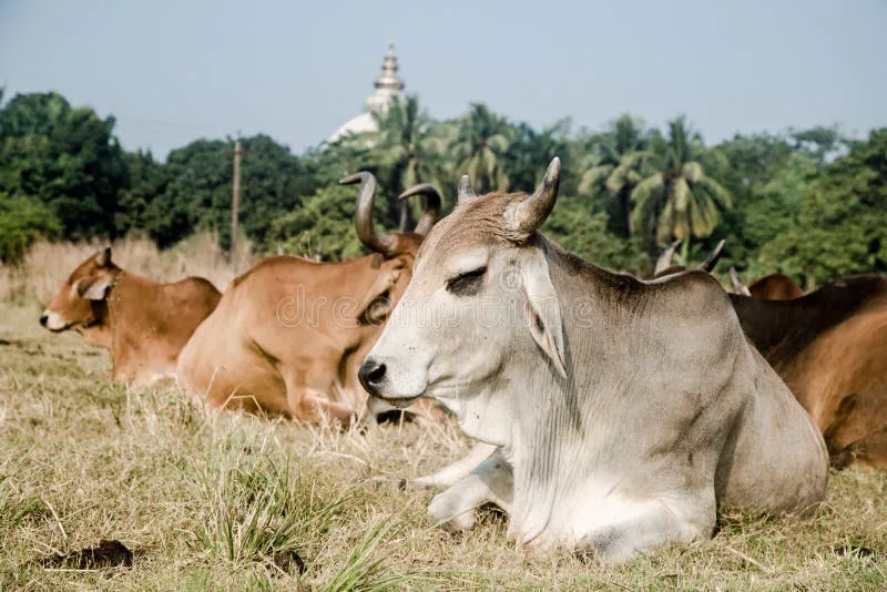 Support To Gow Gram Yatra for ban on cow slaughter