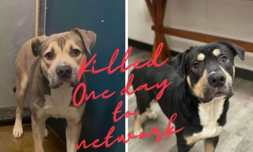 End INHUMANE-EUTHANASIA at FWACC & Demand Chris, Brian, Mattie Parker Step Down