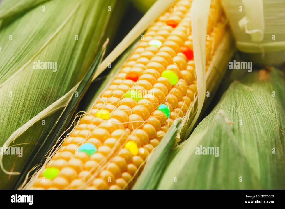 Stop Genetically Modified Food Used for Food Aid