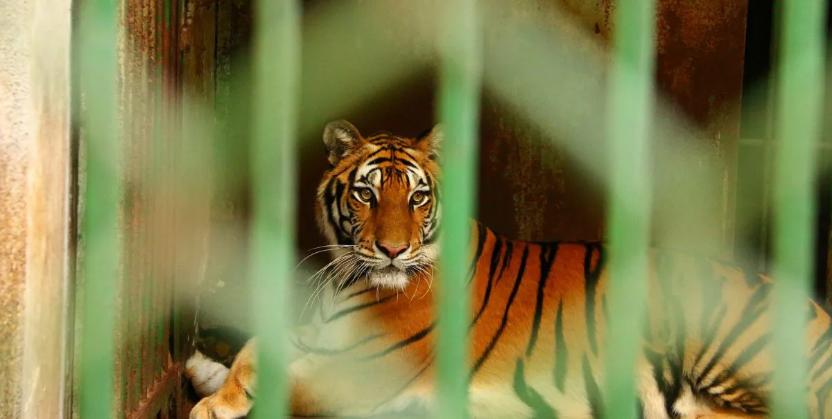 Help stop illegal zoos in Cyprus 