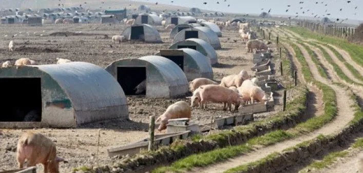 Against the pig farm planning in Colburn