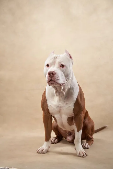 City of Denison-City Court Judge-Show Cause Hearing in local Pit Bull case