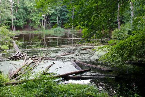 Save Bancroft Park!