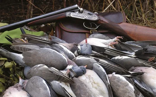Ban Organized Pigeon Shootings