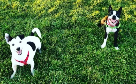 Free to Play Dog Park