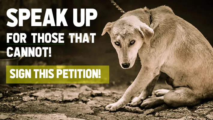 Protect All Paws: A Call for Stronger Animal Rights in Malta and Beyond