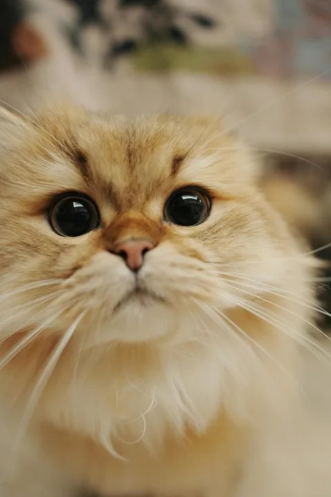 THE FIGHT FOR A CAT NAMED SQUEEZIE