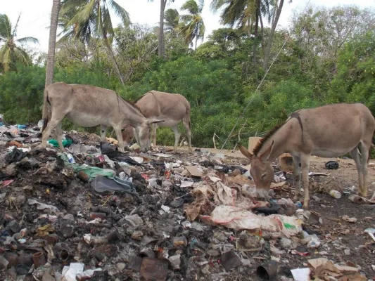 PLASTICS DANGER TO DONKEY'S