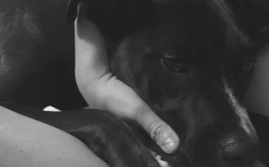Make Southeast/Brewster's Dog Code More Humane