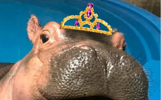 Make Fiona the hippo an official Cincinnati Zoo Princess!