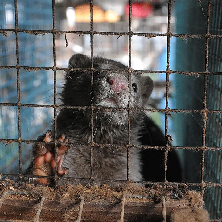 Stop Fur Farming!