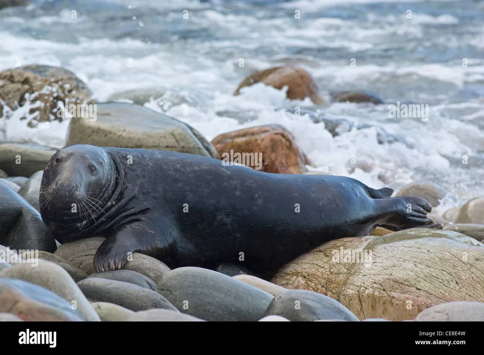 Seal Clubbing