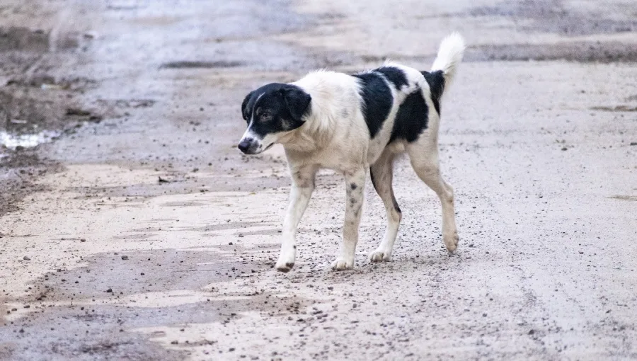 STOP the mass execution of stray dogs in ALBANIA