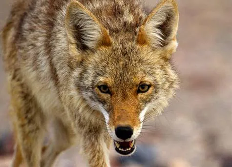 Brickyard Coyote Elimination Petition