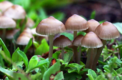 Remove Psilocybin from Schedule I