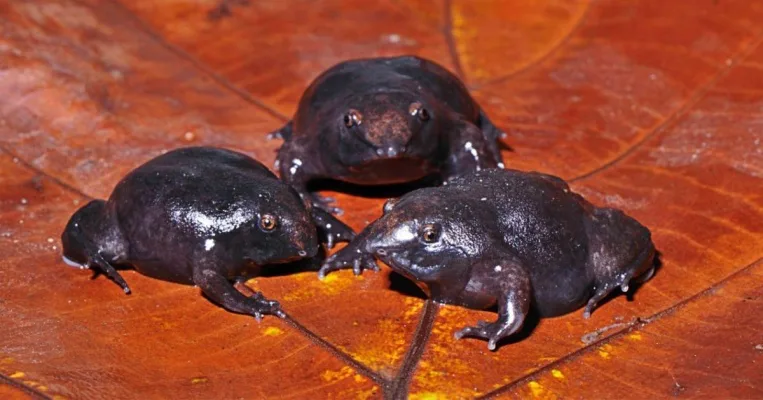 Saving The Purple Frog