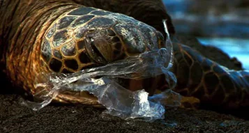 Plastic Bag Tax