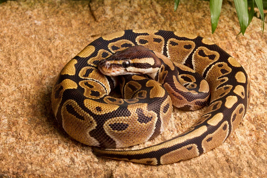 Help me get a pet snake