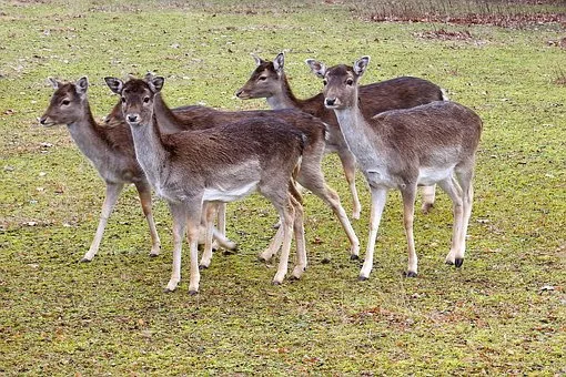 Petition to commercialise use of feral Tasmanian deer
