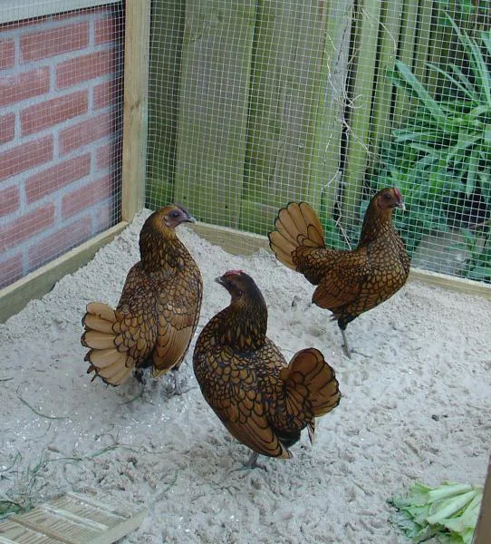 Allow chickens in Berryville VA