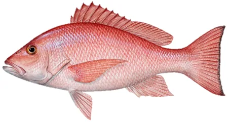 Florida Non-Compliance with Federal Red Snapper Regulations