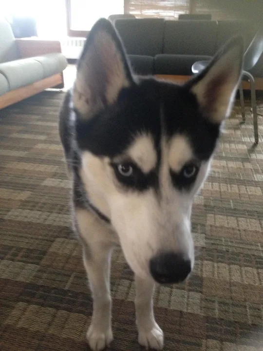 Return Therapy Dog Ivy to University of Rhode Island