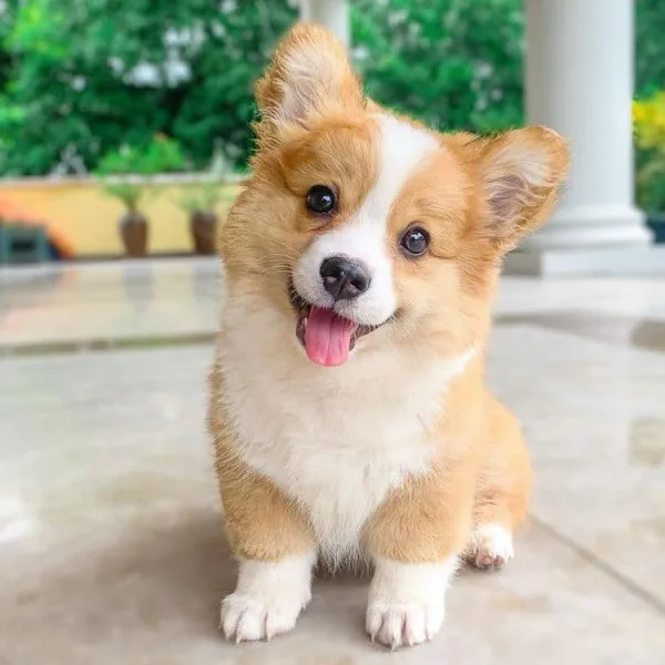 Nicole Should Get a Dog