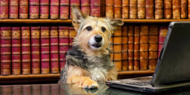 Let Mr Dog Stay - Old dogs can learn new tricks!