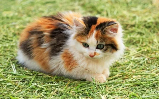 Why I, Sadi should own a cat of my own.