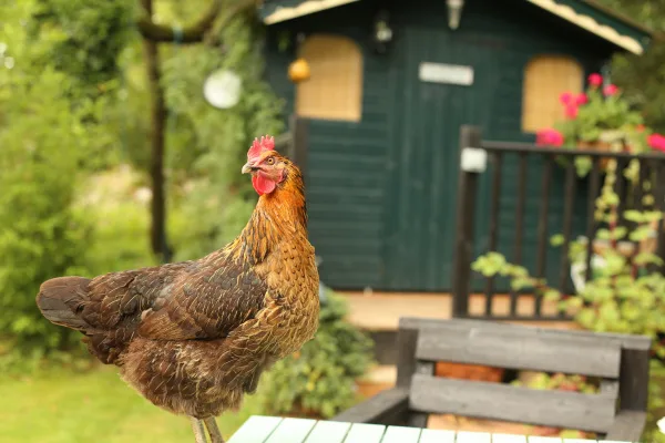 Permit Backyard Chickens in the Village of Unadilla, NY