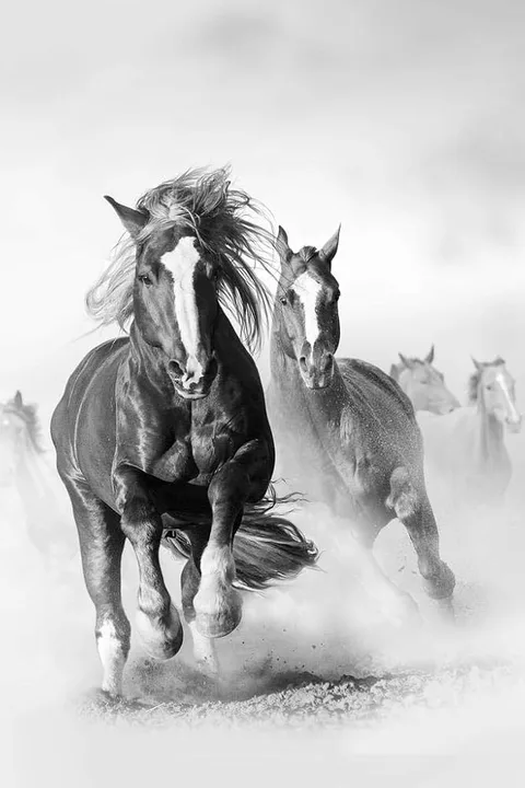 Anti-Horse Slaughter Petition