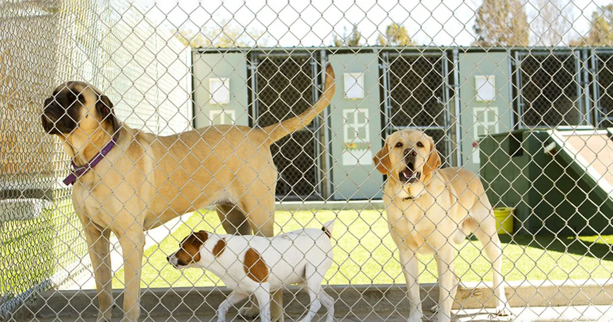 Saving 3 innocent dogs from being destroyed