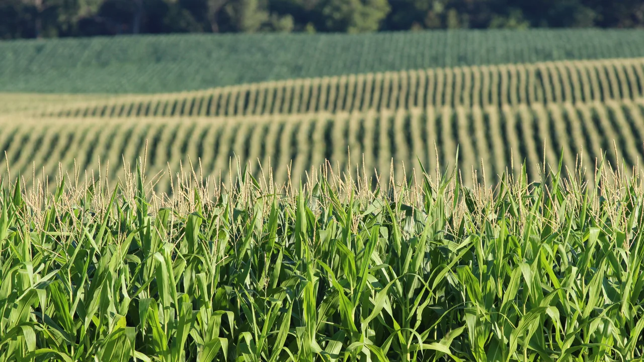 Stop GM Corn Planting In Belize