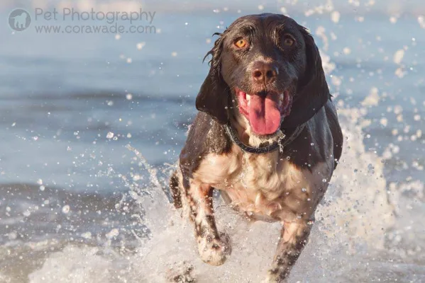 Stop the IOW council bringing in the ban of dogs in public spaces