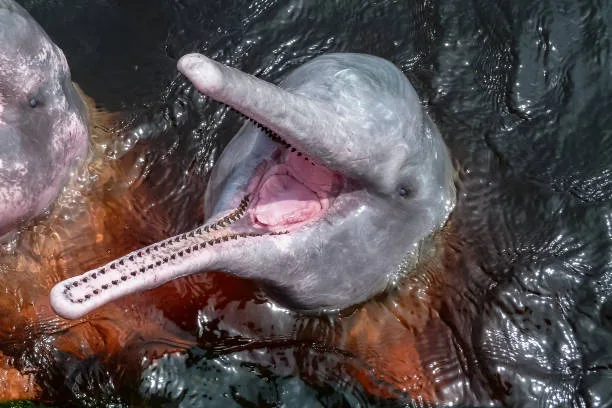 Ban 'Swim with Dolphins in the Cam' Event