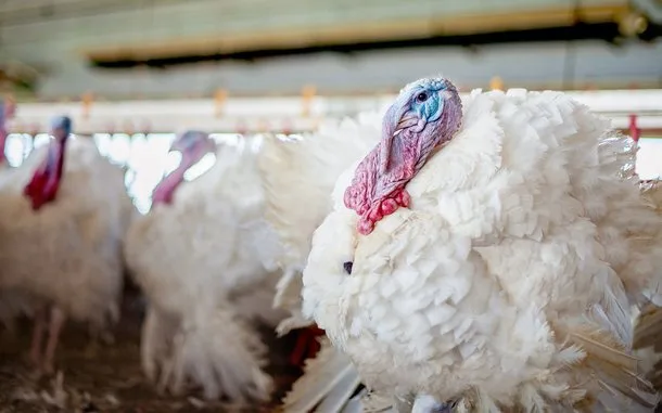 Direct Payments Compensation to Turkey Farmers for CPTPP Market Access Concessions