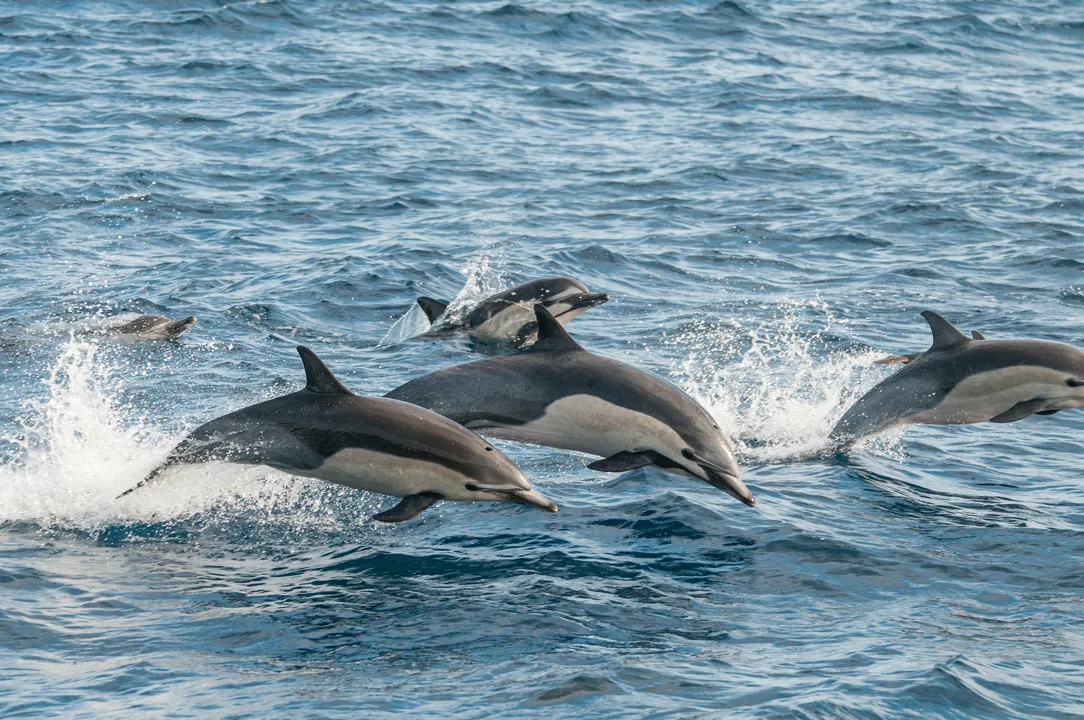 Stop Dolphin Slaughtering in Taiji, Japan
