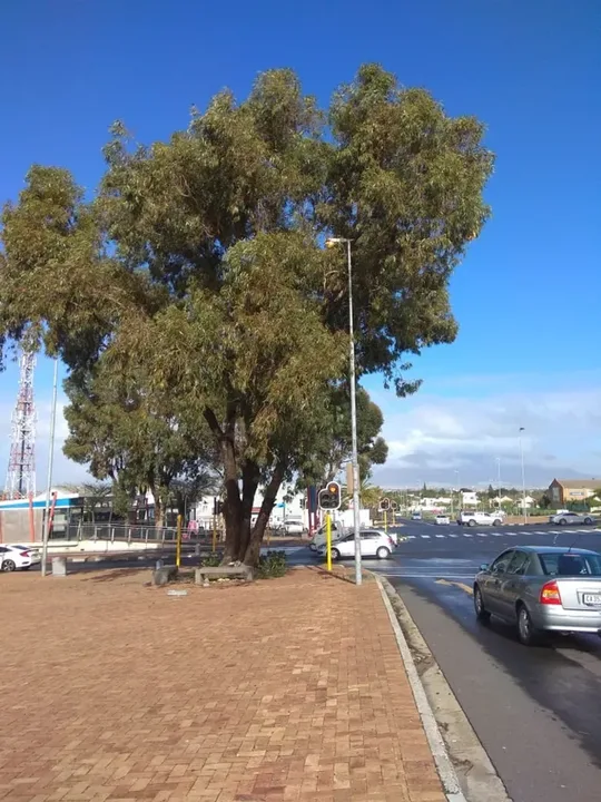 Orlagh Grove Tree Pruning