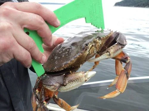 Create a Dungeness Crab WA State Record!